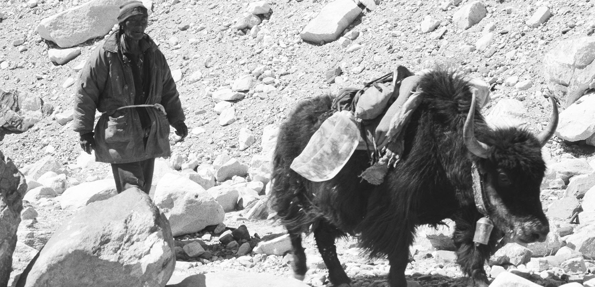 Tibetan Yak herder