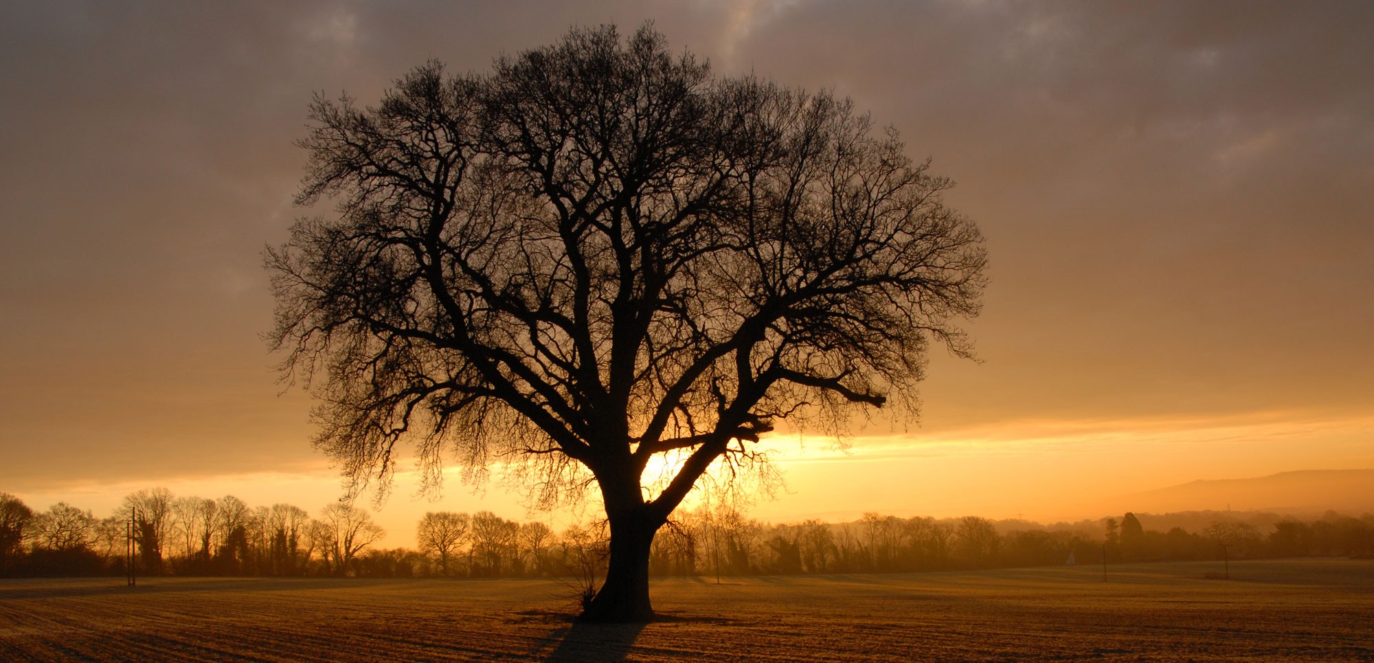 Our oak tree at sunrise